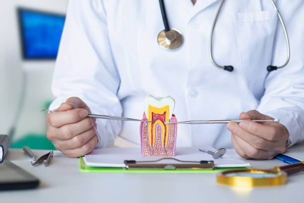 Best Emergency Orthodontic Repairs in Holiday, FL